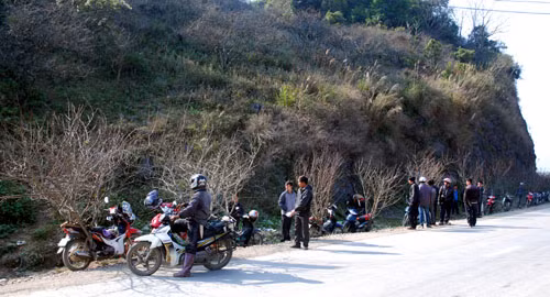 Đào rừng về phố ảnh 1