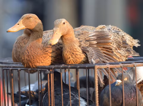 Trung Quốc xác nhận bùng phát cúm gia cầm H5N1 ảnh 1