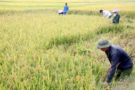 Nông dân miền Bắc chật vật vì giá lúa thấp ảnh 1