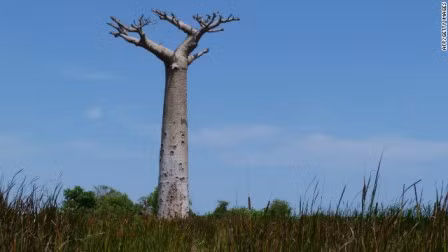 Số phận mong manh của 'cây lộn ngược' ở Madagascar ảnh 2