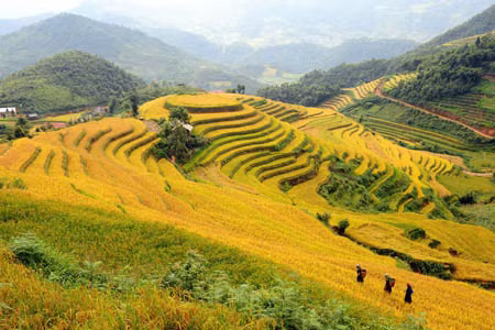 Kỳ vĩ ruộng bậc thang Hoàng Su Phì ảnh 1