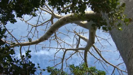 Số phận mong manh của 'cây lộn ngược' ở Madagascar ảnh 3