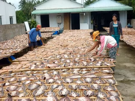 Hiệu quả mô hình liên kết nuôi, chế biến cá lóc ảnh 1