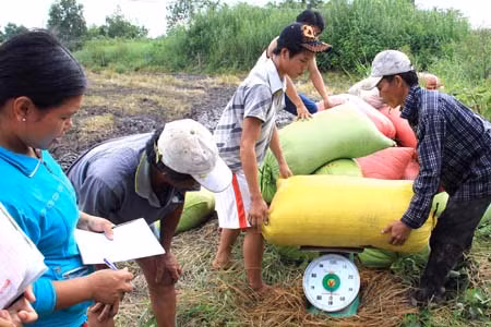 Vẫn 'bí đầu ra' cho cây lúa miền Bắc ảnh 1
