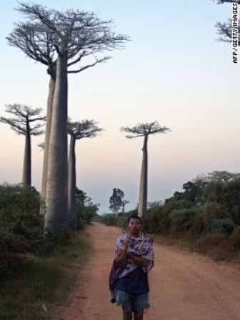 Số phận mong manh của 'cây lộn ngược' ở Madagascar ảnh 4