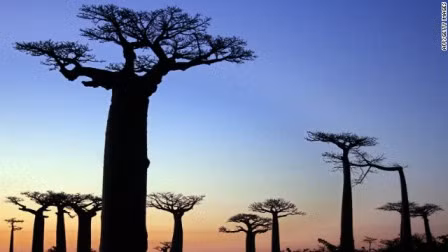 Số phận mong manh của 'cây lộn ngược' ở Madagascar ảnh 1