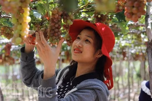 Kinh nghiệm chọn hoa quả tươi ngon đón Tết ảnh 3
