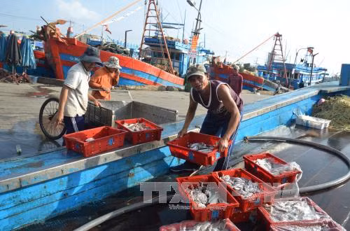 Ngư dân Đà Nẵng tất bật vươn khơi những ngày giáp Tết ảnh 1