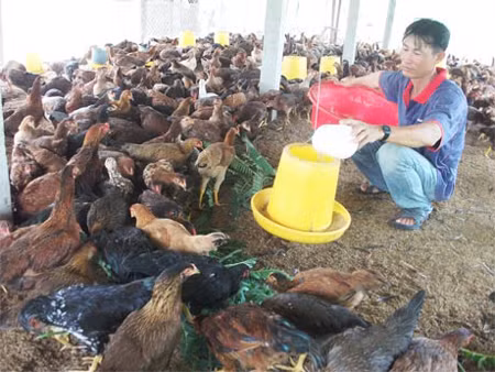 Lai tạo thành công giống gà ta Gò Công ảnh 1