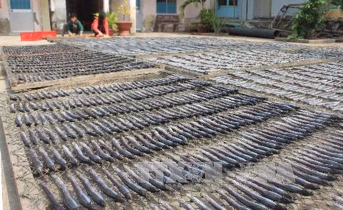 Làng nghề khô cá biển ở Gành Hào vào vụ Tết ảnh 1