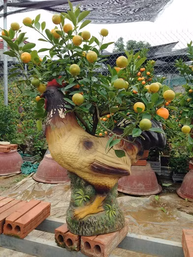 Đón Tết Đinh Dậu, chơi quất dáng “thế gà” ảnh 2