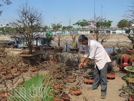 Hơn 100 chợ hoa Tết cho người dân du Xuân ảnh 2