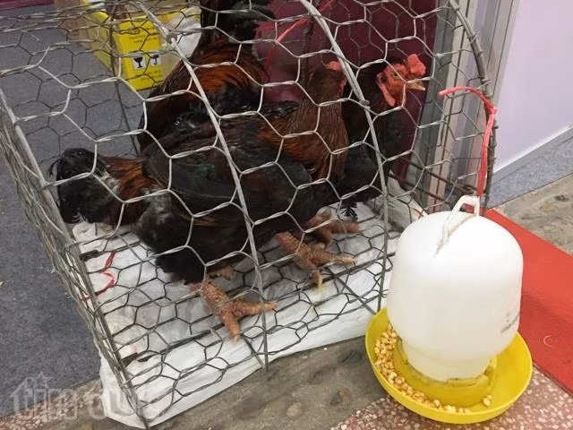 Dân phố háo hức 'săn lùng' đặc sản quê ảnh 6