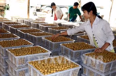 Hiện thực hóa những tiềm năng từ hợp tác Việt - Trung ảnh 2
