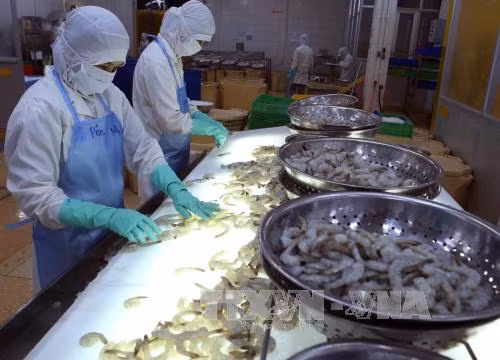 Từ 1/4, tôm Việt xuất sang Hàn Quốc phải chịu kiểm dịch ảnh 1