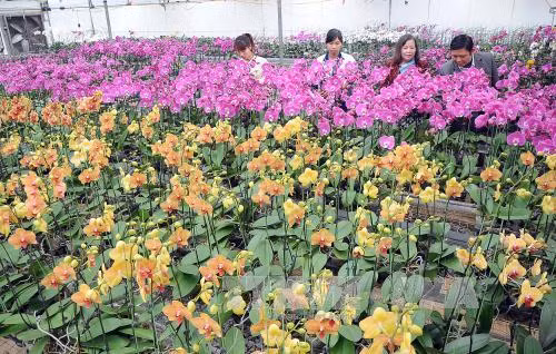 Cung ứng gần 30.000 cây lan Hồ Điệp phục vụ Tết Nguyên đán ảnh 1