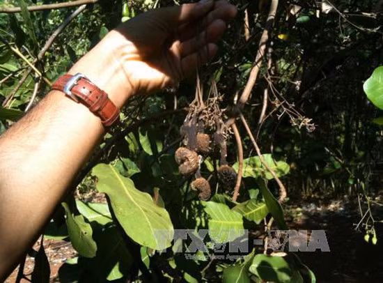 "Thủ phủ" điều Bình Phước điêu đứng vì mưa trái mùa ảnh 1