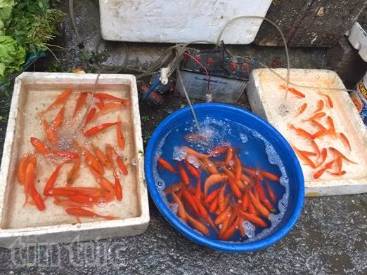 Hoa tươi tăng giá mạnh dịp Tết ông Công, ông Táo ảnh 2