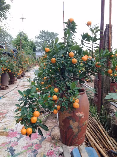 Đón Tết Đinh Dậu, chơi quất dáng “thế gà” ảnh 5