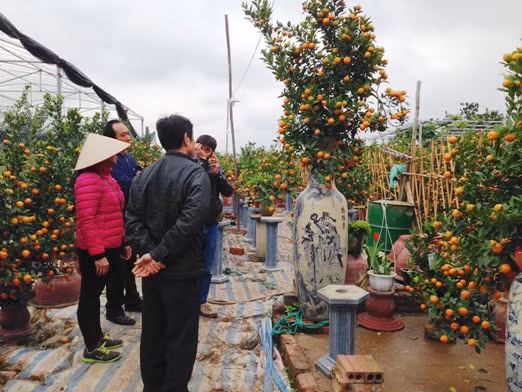 Đón Tết Đinh Dậu, chơi quất dáng “thế gà” ảnh 1