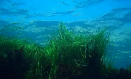Nhật Bản trồng cỏ biển để thu giữ carbon
