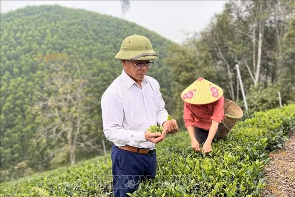 Người hồi sinh cây chè Bình Sơn trên đất bạc màu