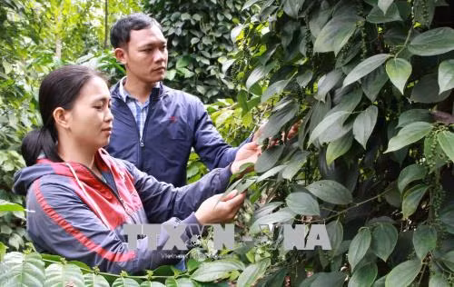 Tái cơ cấu ngành hồ tiêu - Bài 1: Vì sao 'bong bóng' hồ tiêu bị vỡ? ảnh 1