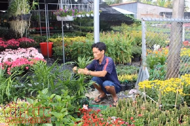 Làng hoa Sa Đéc rực rỡ sắc màu chuẩn bị thị trường Tết 2018 ảnh 2