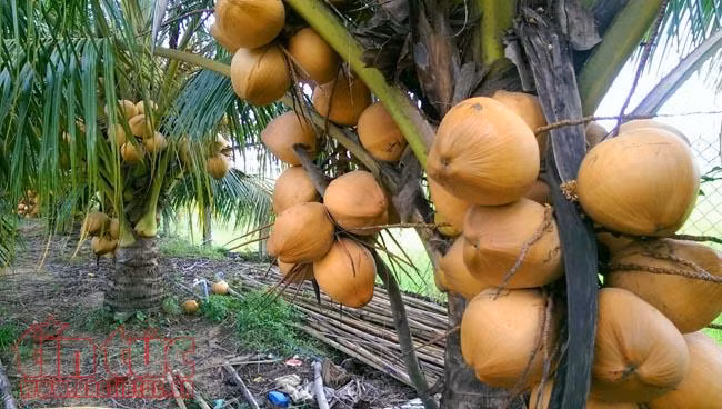 Độc đáo giống dừa 'ngồi' hái ở miền Tây ảnh 1
