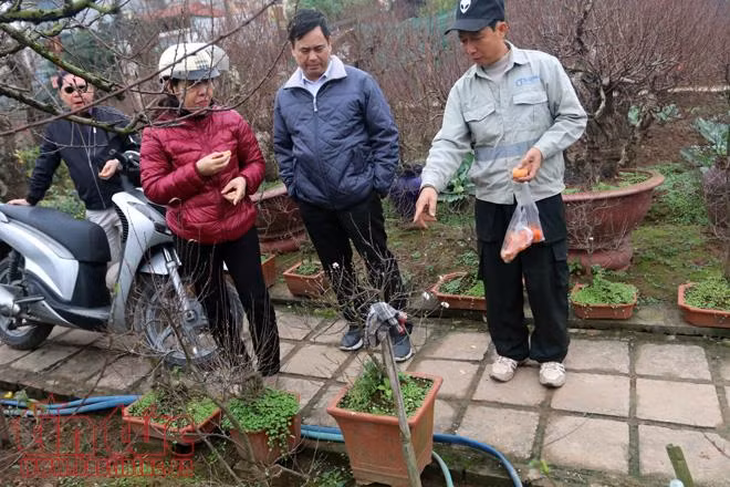 Vườn Nhất Chi Mai đẹp 'mướt mải' giữa lòng Hà Nội ảnh 1