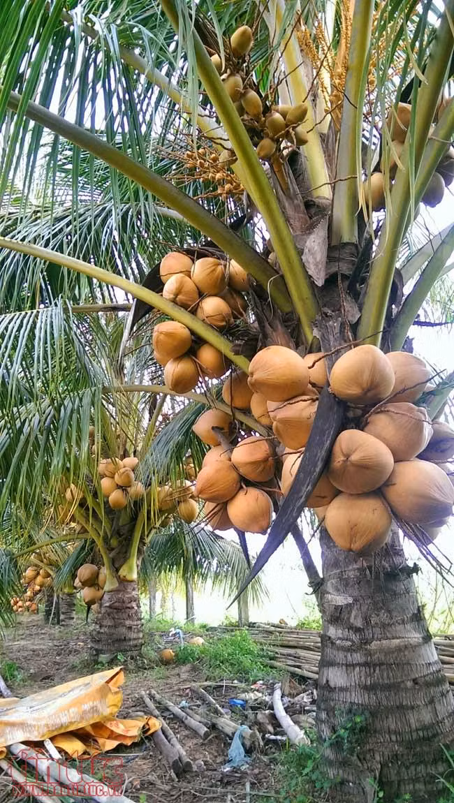Độc đáo giống dừa 'ngồi' hái ở miền Tây ảnh 3