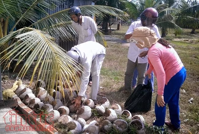 Độc đáo giống dừa 'ngồi' hái ở miền Tây ảnh 5
