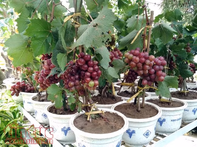 Cây độc, lạ có giá 50 - 80 triệu đồng chơi Tết vẫn hút người mua ảnh 9