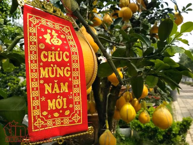Cây độc, lạ có giá 50 - 80 triệu đồng chơi Tết vẫn hút người mua ảnh 4