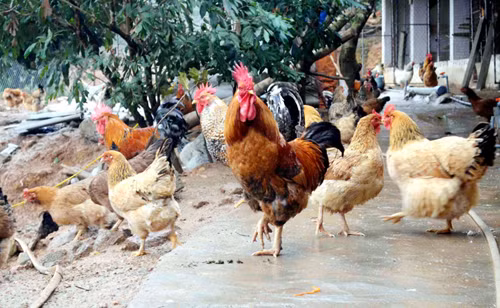 Quảng Ninh đeo nhẫn cho... gà ảnh 1
