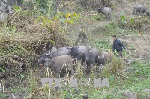 Lào Cai chủ động phòng, chống đợt rét sâu, khả năng có mưa tuyết ảnh 1