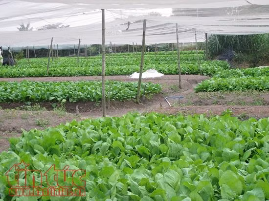 Ngành nông nghiệp TP Hồ Chí Minh đặt mục tiêu đạt 500 triệu đồng/ha/năm ảnh 1