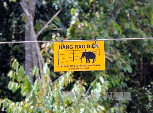 Voi rừng liên tục phá hoại hoa màu của người dân Đồng Nai ảnh 1