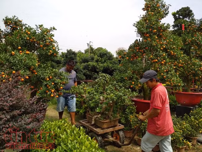 Cây độc, lạ có giá 50 - 80 triệu đồng chơi Tết vẫn hút người mua ảnh 8