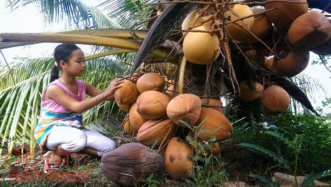 Độc đáo giống dừa 'ngồi' hái ở miền Tây ảnh 2