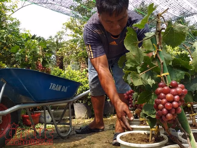 Cây độc, lạ có giá 50 - 80 triệu đồng chơi Tết vẫn hút người mua ảnh 10