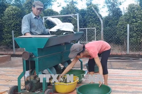 Tái cơ cấu ngành hồ tiêu - Bài 1: Vì sao 'bong bóng' hồ tiêu bị vỡ? ảnh 2