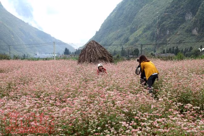 Ngắm hoa tam giác mạch đẹp mê mải ở Hà Giang ảnh 13