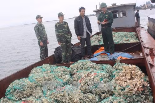 Quảng Ninh bắt giữ, tiêu huỷ gần 6 tấn hàu nhập lậu ảnh 1