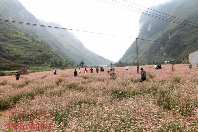 Ngắm hoa tam giác mạch đẹp mê mải ở Hà Giang ảnh 6