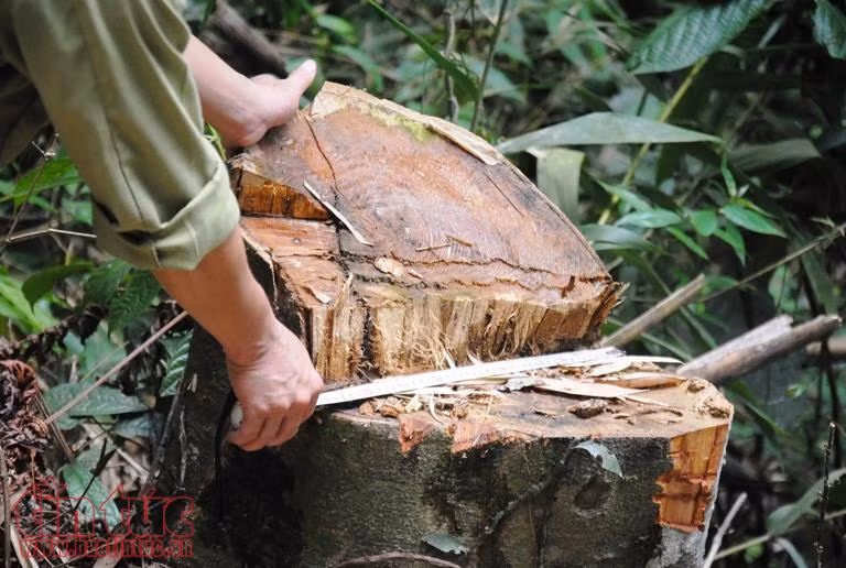 Thông tin phá rừng phòng hộ đầu nguồn ở Lào Cai chưa chính xác ảnh 2
