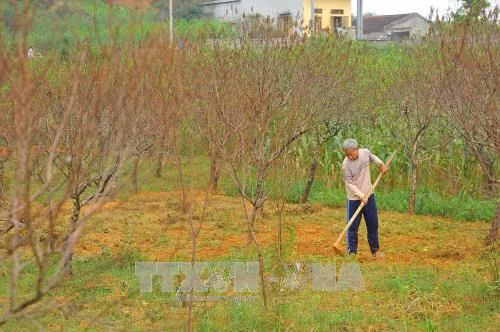 Nhiều vườn đào phai Ninh Bình chết khô sau mưa lũ, dân trồng đào lao đao ảnh 1