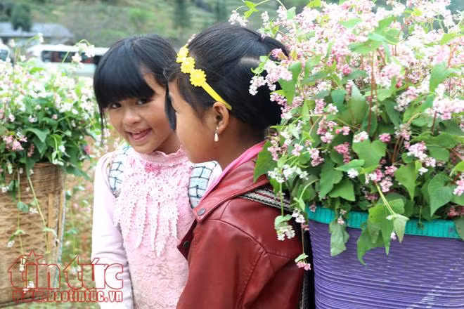 Ngắm hoa tam giác mạch đẹp mê mải ở Hà Giang ảnh 10