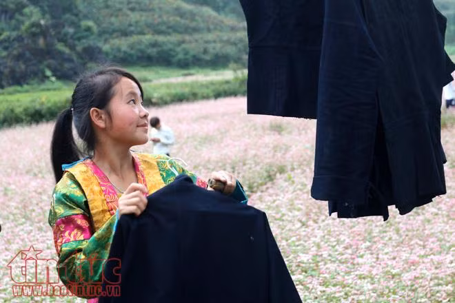 Ngắm hoa tam giác mạch đẹp mê mải ở Hà Giang ảnh 12
