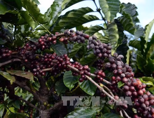 'Ngày Cà phê Việt Nam lần thứ nhất' sắp diễn ra tại Đà Lạt ảnh 1